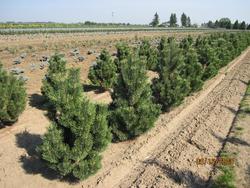 Pinus mugo 'Columnaris' — photo 1