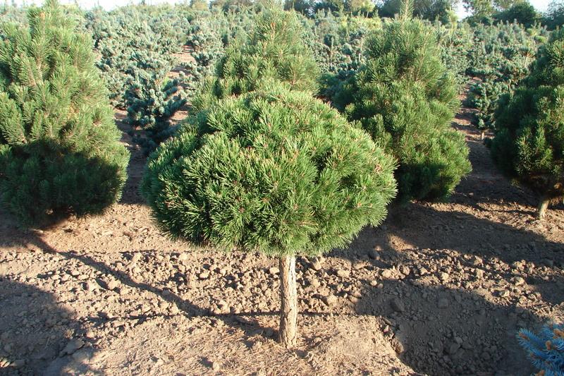 Pinus mugo 'Gnom'