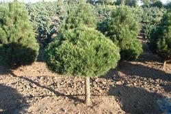 Pinus mugo 'Gnom' — photo 1