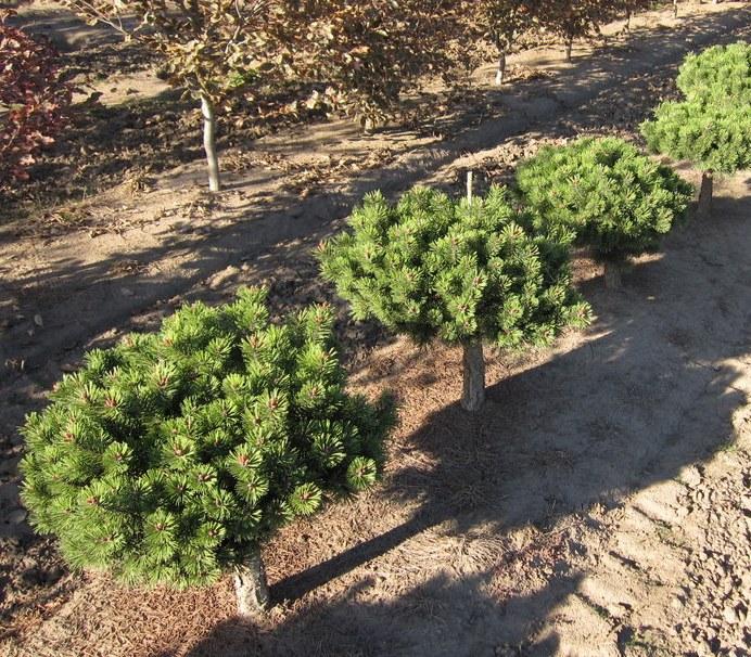 Pinus mugo Prostrata