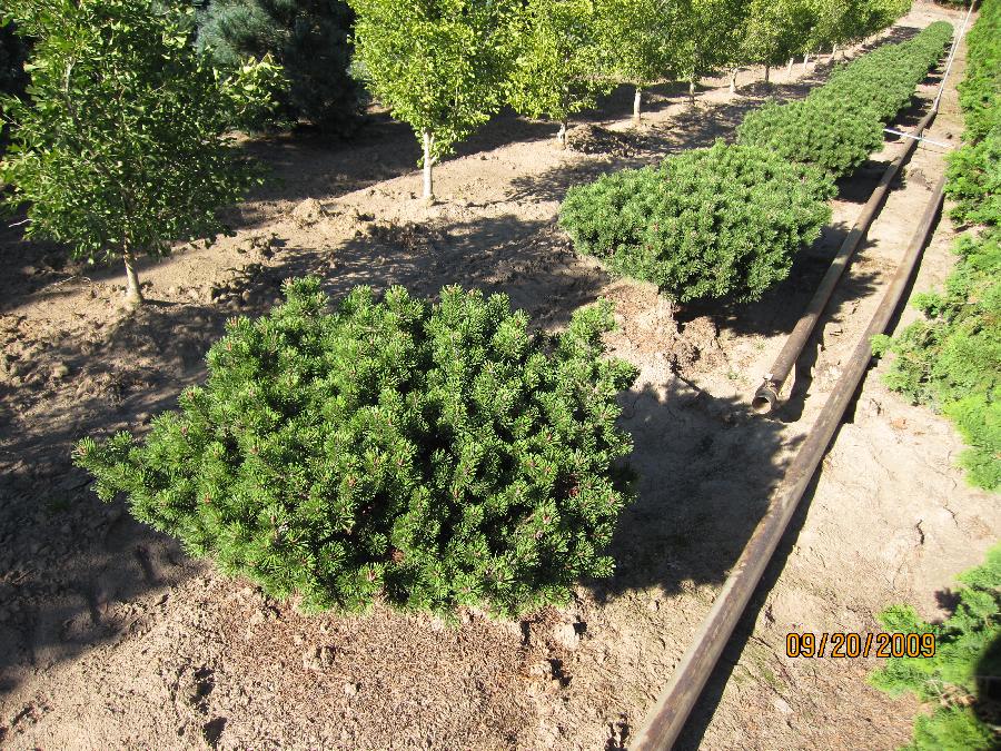 Pinus mugo 'Prostrata Wells'