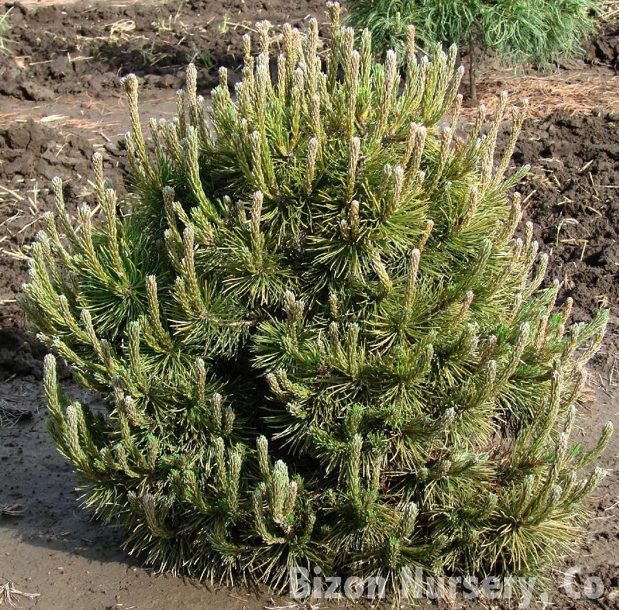 Pinus mugo var. Mughus