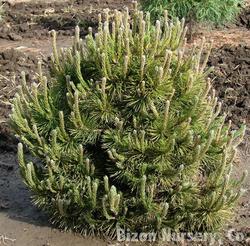 Pinus mugo var. Mughus — photo 1