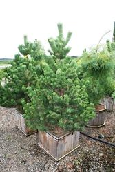 Pinus nigra 'Black Prince' — photo 1