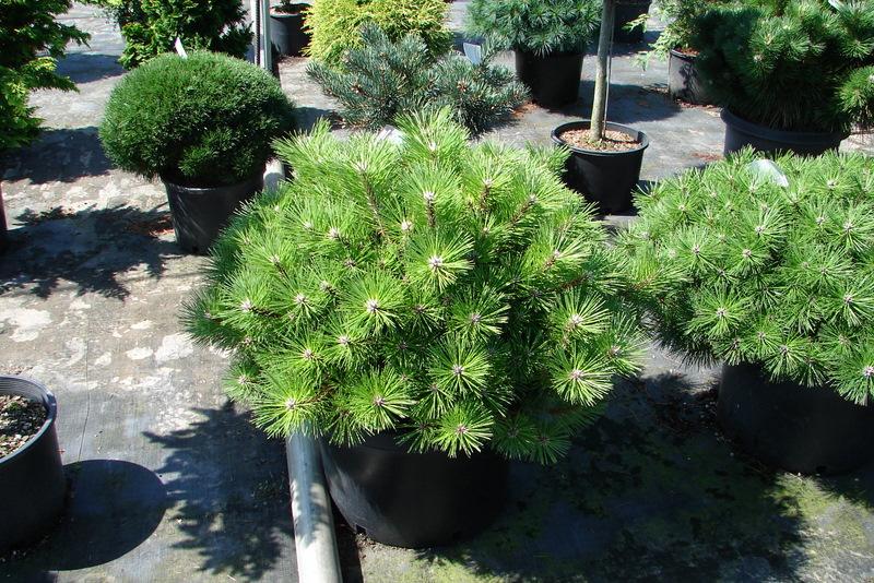 Pinus nigra Hornibrookiana — photo 1