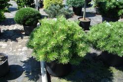 Pinus nigra Hornibrookiana — photo 1