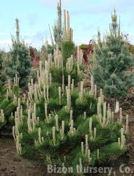 Pinus nigra Oregon Green — photo 2