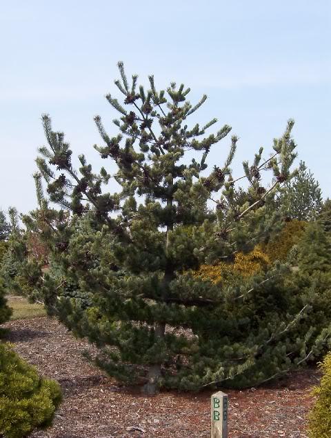 Pinus parviflora 'Glauca Brevifolia'
