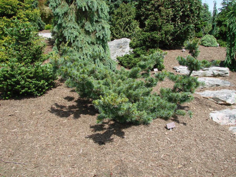 Pinus parviflora 'Fukuzumi' — photo 1