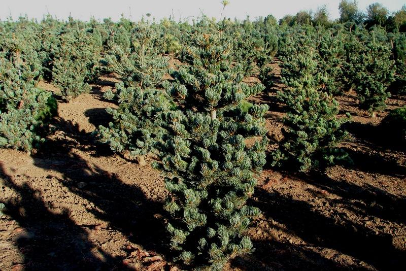 Pinus parviflora 'Glauca' — photo 1