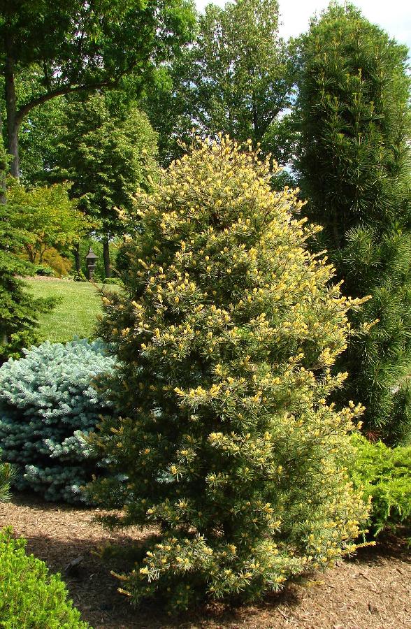Pinus parviflora Ogon janome