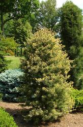 Pinus parviflora Ogon janome — photo 1