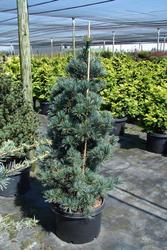Pinus Parviflora Templehof — photo 1