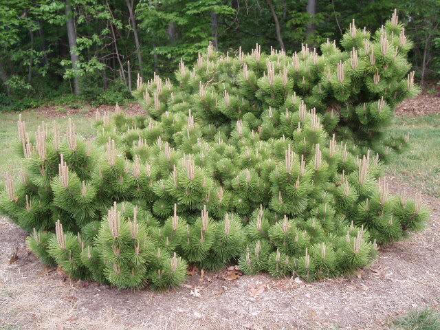 Pinus Parviflora Yatsubusa