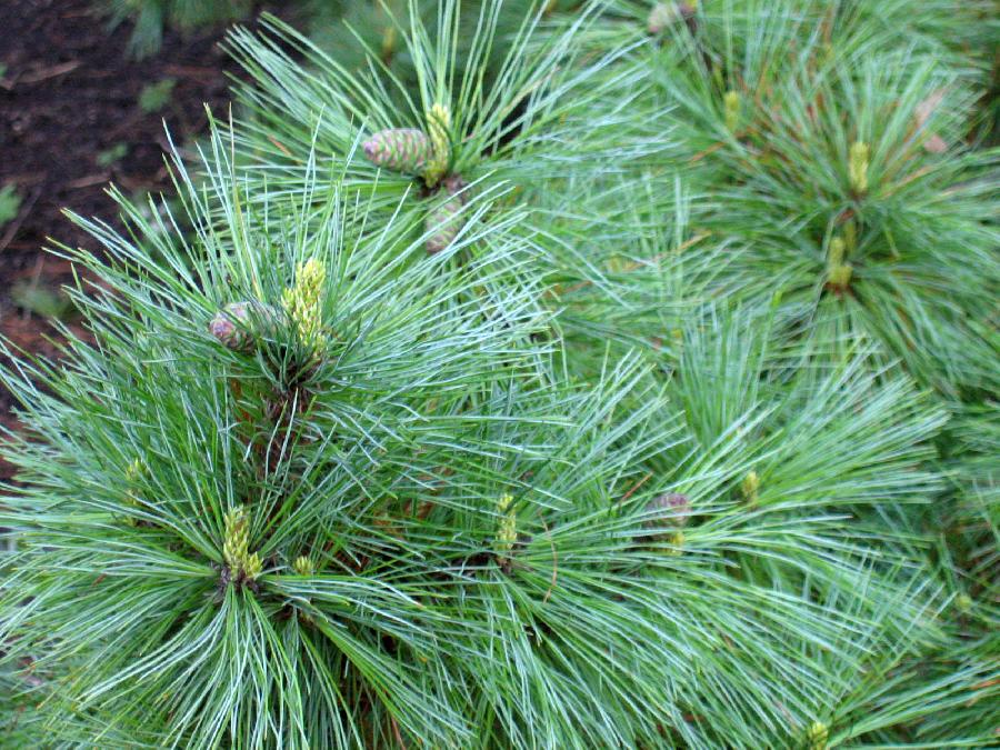 Pinus peuce glauca — photo 1