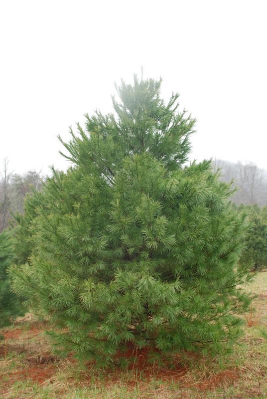Pinus strobus