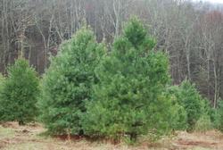 Pinus strobus — photo 2