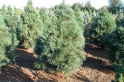 Pinus strobus 'Fastigiata' — photo 1