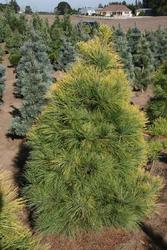 Pinus strobus Louie — photo 1