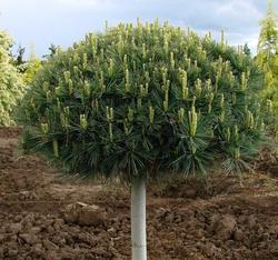 Pinus strobus 'Minuta' — photo 2