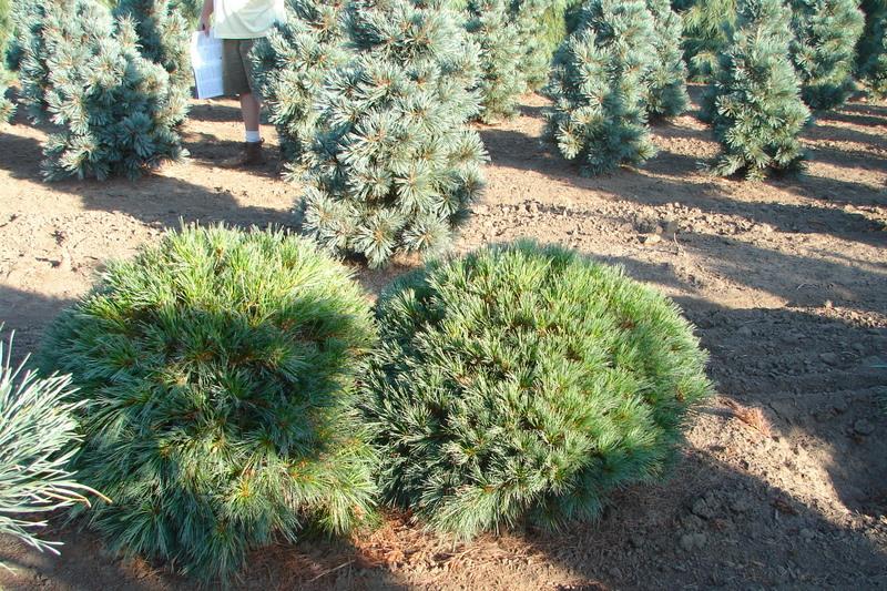 Pinus strobus 'Nana'