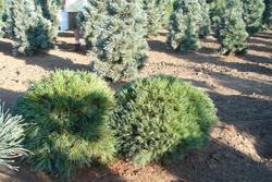 Pinus strobus 'Nana' — photo 1