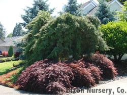 Pinus strobus 'Pendula' — photo 2