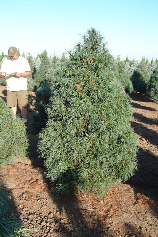 Pinus Strobus Torulosa