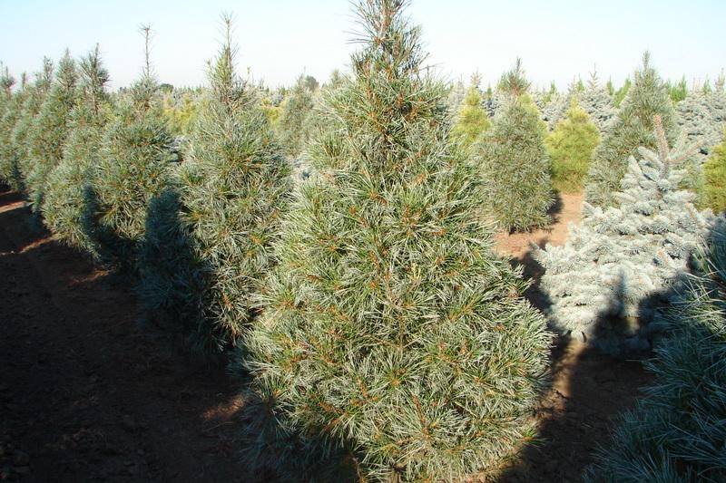 Pinus strobus 'White Mountain' — photo 1