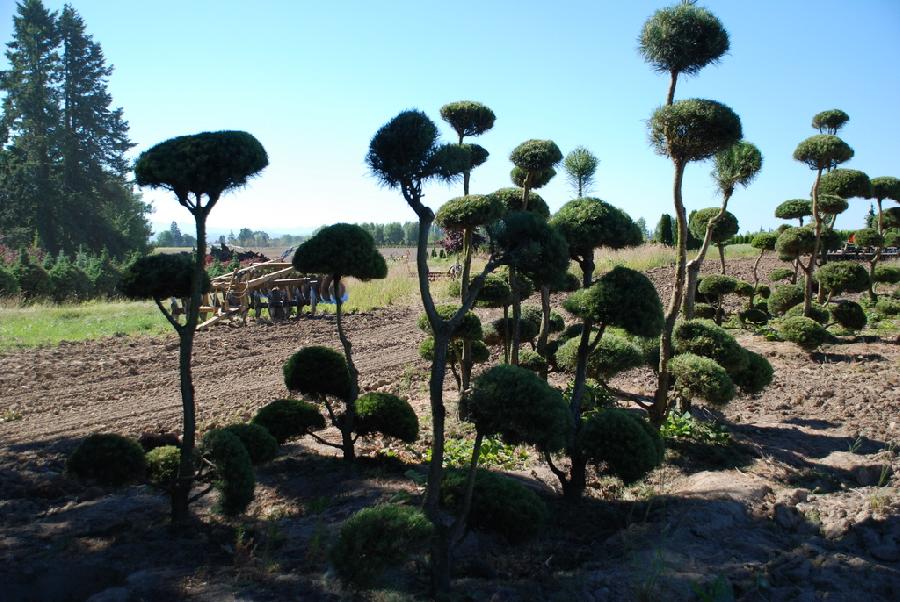 Pinus Syl. Beacon Hill