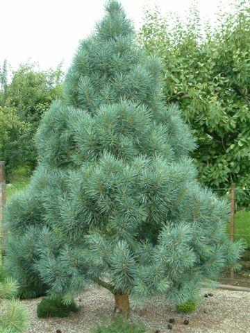 Pinus sylvestris Bonna