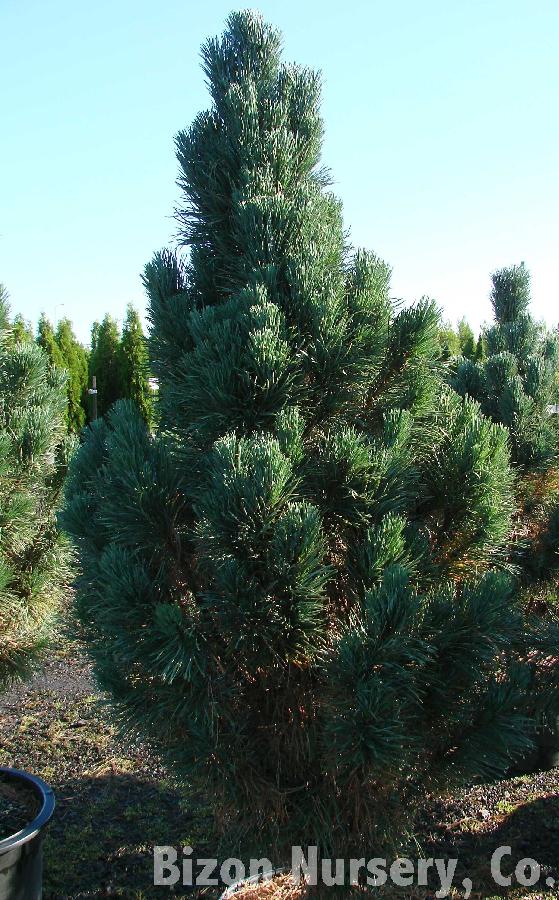 Pinus sylvestris 'Fastigiata' — photo 1