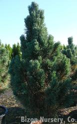 Pinus sylvestris 'Fastigiata' — photo 1