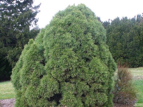 Pinus sylvestris Globosa Viridis — photo 1