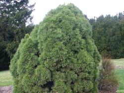 Pinus sylvestris Globosa Viridis — photo 1