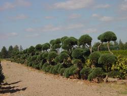 Pinus sylvestris 'Hindu - Pan' — photo 1
