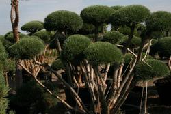 Pinus sylvestris 'Hindu - Pan' — photo 2