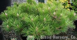 Pinus thunbergii Banshosho — photo 1