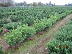 Pinus thunbergii Banshosho — photo 2