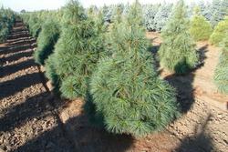 Pinus wallichiana Nana — photo 1