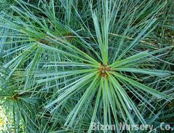 Pinus wallichiana Nana — photo 2