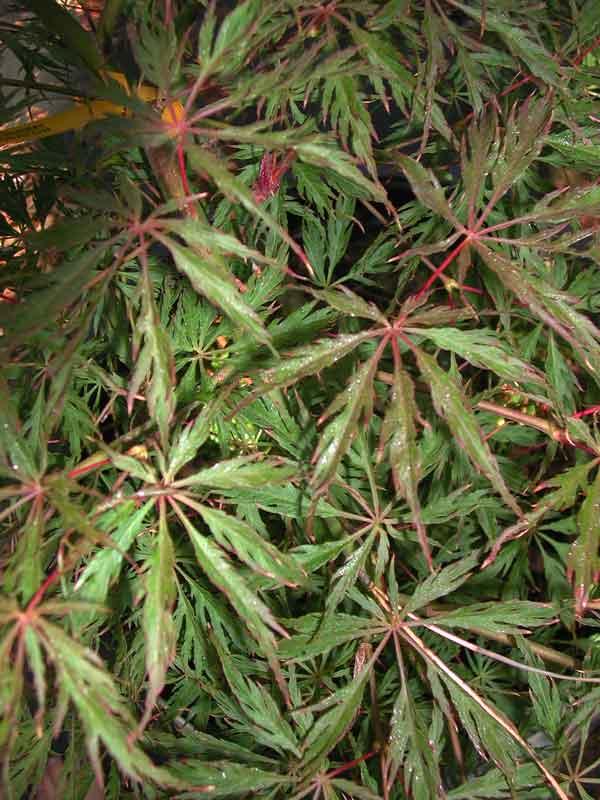Acer palmatum Dissectum 'Green Hornet' — photo 1