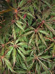 Acer palmatum Dissectum 'Green Hornet' — photo 1