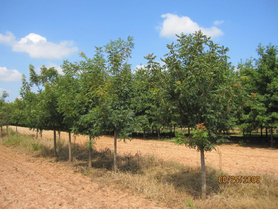 Pistacia chinensis