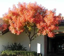 Pistacia chinensis — photo 2