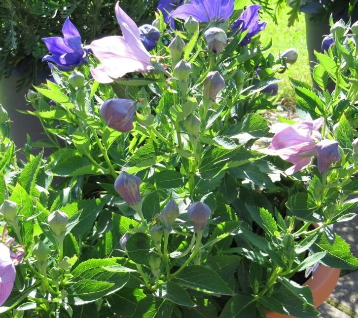 Platycodon Astra Semi-double Blue