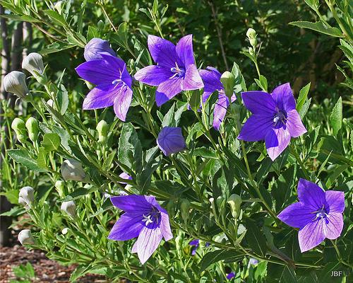 Platycodon grandiflorus 'Mariesii'