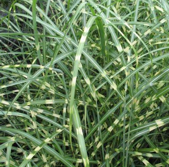 Pleioblastus fortunei 'Little Zebra'