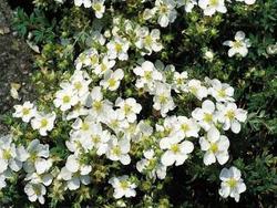 Potentilla fruticosa 'Abbotswood' — photo 1