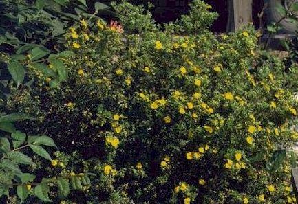 Potentilla fruticosa 'Dakota Sunspot' — photo 1